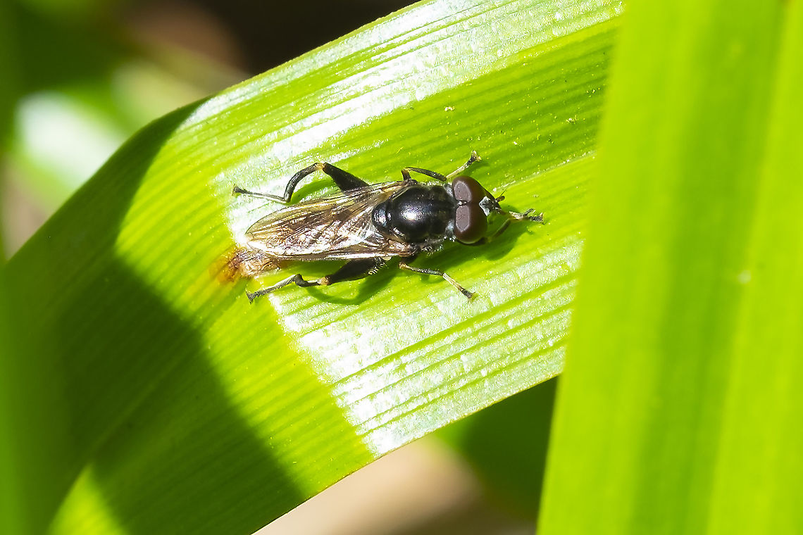 Small mostly black syrphid fly with frog like legs ID'd through BugGuide, many thanks to Bill Dean Chalcosyrphus nemorum,Geotagged,Summer,United States