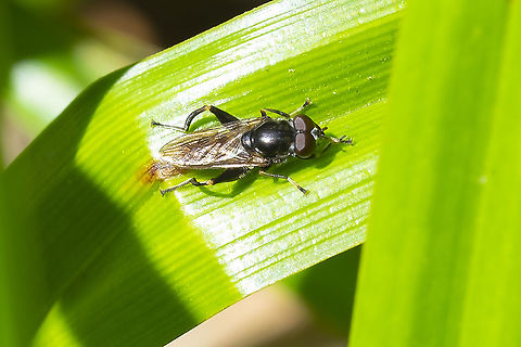 Small mostly black syrphid fly with frog like legs ID'd through BugGuide, many thanks to Bill Dean Chalcosyrphus nemorum,Geotagged,Summer,United States