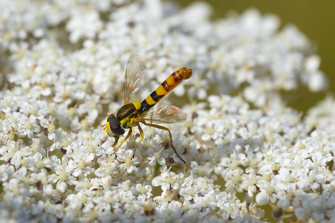 Twist-tailed hoverfly Sphaerophoria sp. 14 species in the US Geotagged,Summer,United States