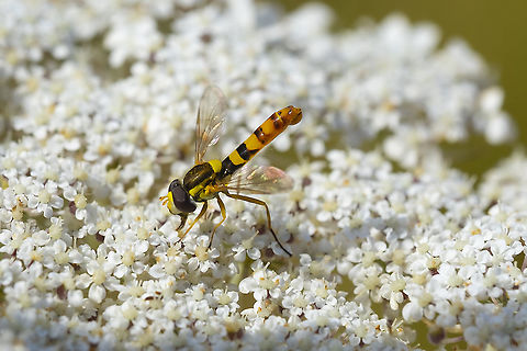 Twist-tailed hoverfly Sphaerophoria sp. 14 species in the US Geotagged,Summer,United States