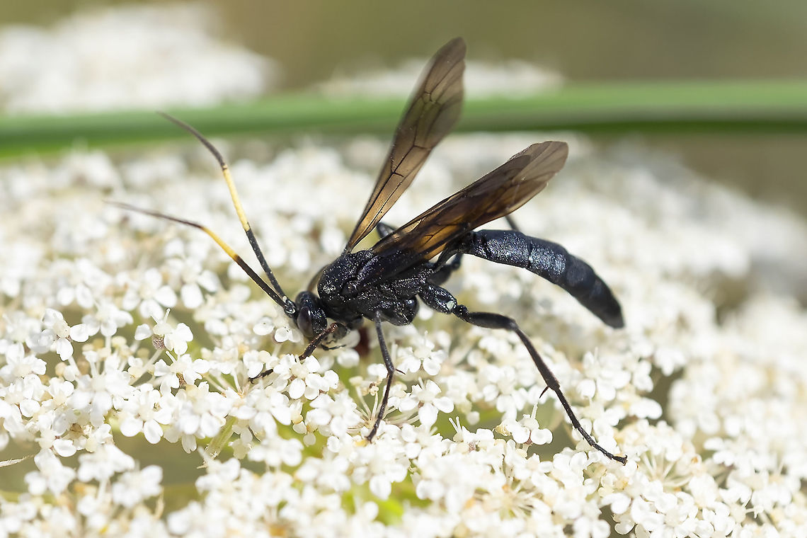 Thread-waist wasp with yellow antenna stripes Coelichneumon viola? or perhaps another Coelichneumon species. Not much information. Geotagged,Summer,United States