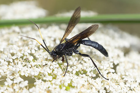 Thread-waist wasp with yellow antenna stripes Coelichneumon viola? or perhaps another Coelichneumon species. Not much information. Geotagged,Summer,United States