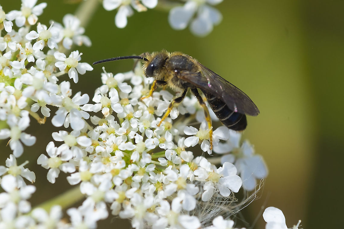 small hair yellow legged bee Halictus sp. I found a key to western species... it eliminated H. ligatus and I&#039;m willing to bet on H. rubicundus over H. farinosus because of the narrow stripes on the abdomen.  Geotagged,Halictus rubicundus,Summer,United States
