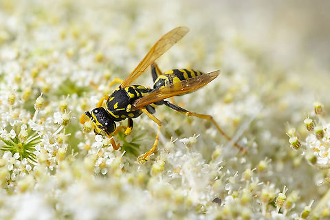 Paper wasp  European paper wasp,Geotagged,Polistes dominula,Summer,United States