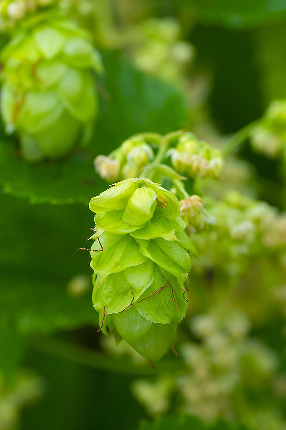 Feral hop vine growing wild near a walking trail Common hop,Geotagged,Humulus lupulus,Summer,United States
