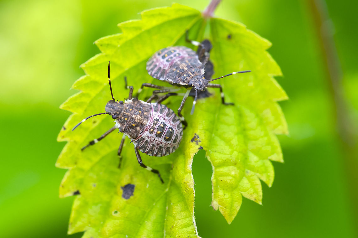 Brown marmorated stink bug nymphs invasive! Brown marmorated stink bug,Geotagged,Halyomorpha halys,Summer,United States