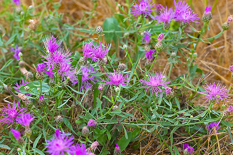 spotted knapweed  Centaurea maculosa,Geotagged,Spotted knapweed,Summer,United States