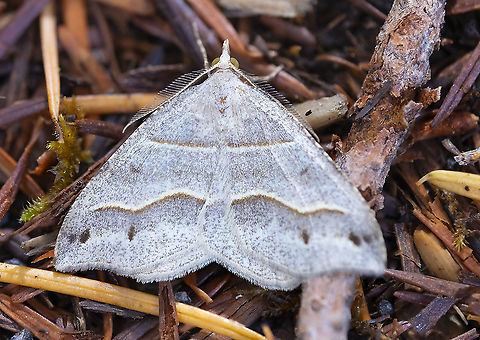 Lorquin's Angle Macaria lorquinaria  Geotagged,Lorquin's Angle,Speranza lorquinaria,Summer,United States