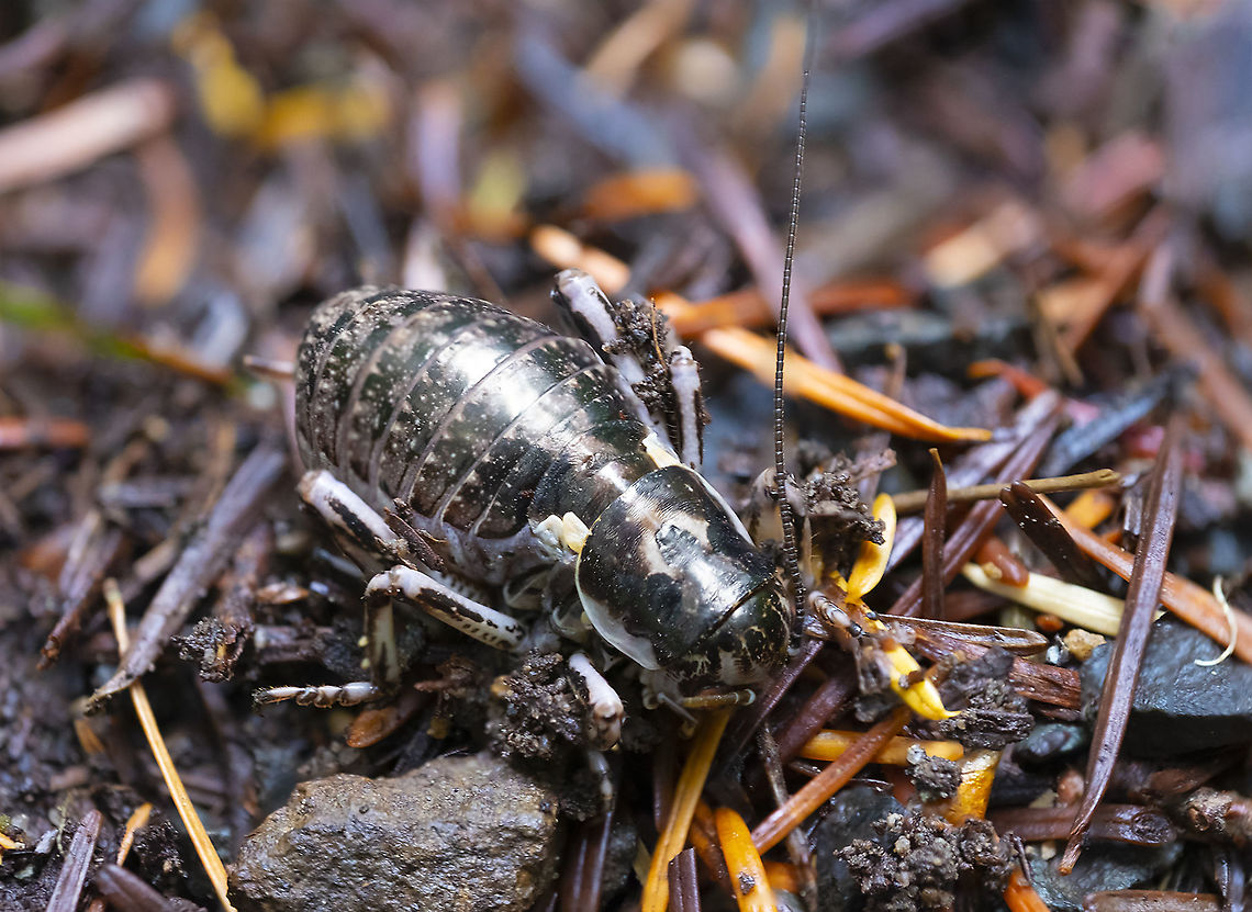 Great grig female  Cyphoderris monstrosa,Geotagged,Great grig,Summer,United States