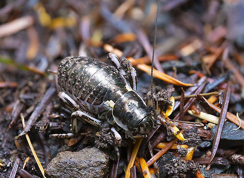 Great grig female  Cyphoderris monstrosa,Geotagged,Great grig,Summer,United States