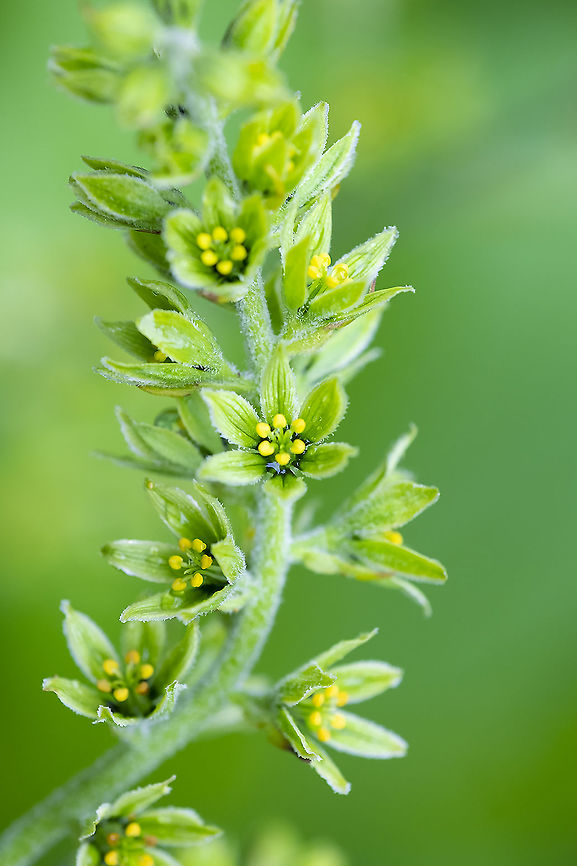 American False Helllebore  American False Hellebore,Geotagged,Summer,United States,Veratrum viride