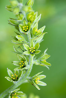 American False Helllebore  American False Hellebore,Geotagged,Summer,United States,Veratrum viride
