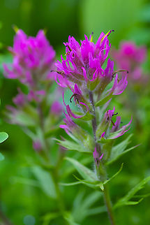 Magenta paintbrush  Castilleja parviflora,Geotagged,Mountain Indian paintbrush,Summer,United States