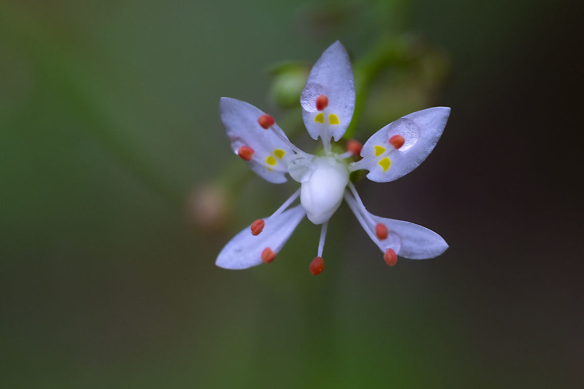 Rusty saxifrage  Geotagged,Micranthes ferruginea,Russethair saxifrage,Summer,United States