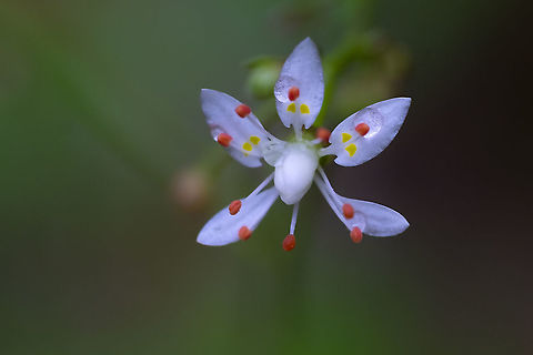 Rusty saxifrage  Geotagged,Micranthes ferruginea,Russethair saxifrage,Summer,United States