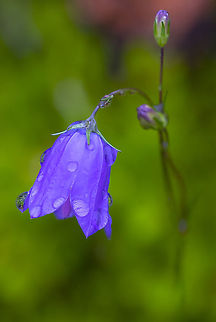 common harebell  Campanula rotundifolia,Geotagged,Harebell,Summer,United States