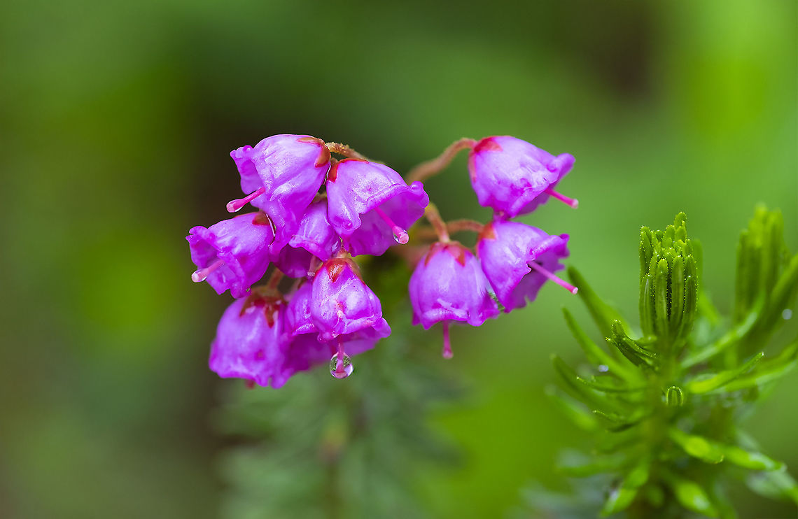 pink mountain heather  Geotagged,Phyllodoce empetriformis,Pink mountain-heath,Summer,United States
