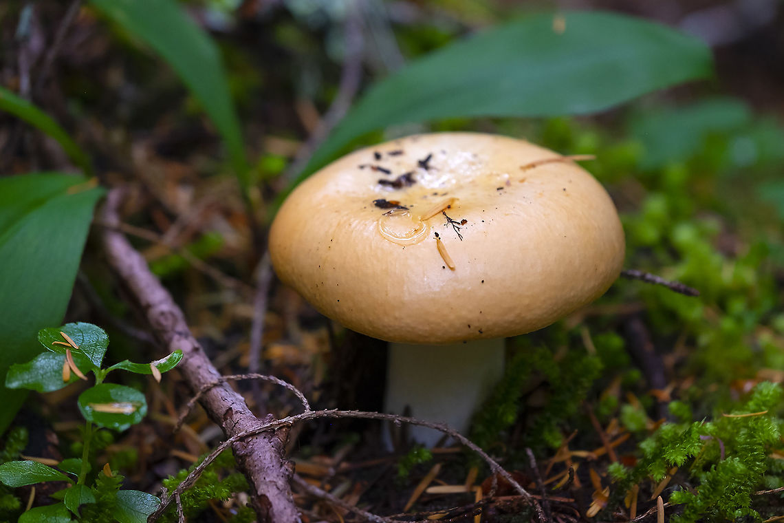 Yellow capped Russula matches description to R. lutea, but in a conifer dominated forest Geotagged,Summer,United States