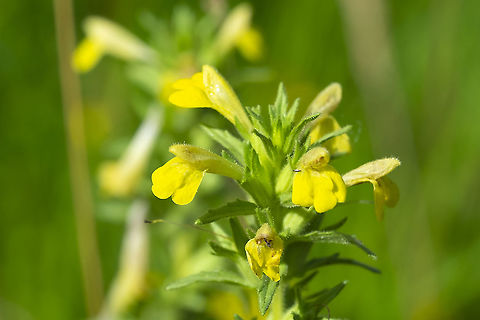 yellow glandweed  Geotagged,Parentucellia viscosa,Summer,United States,Yellow glandweed