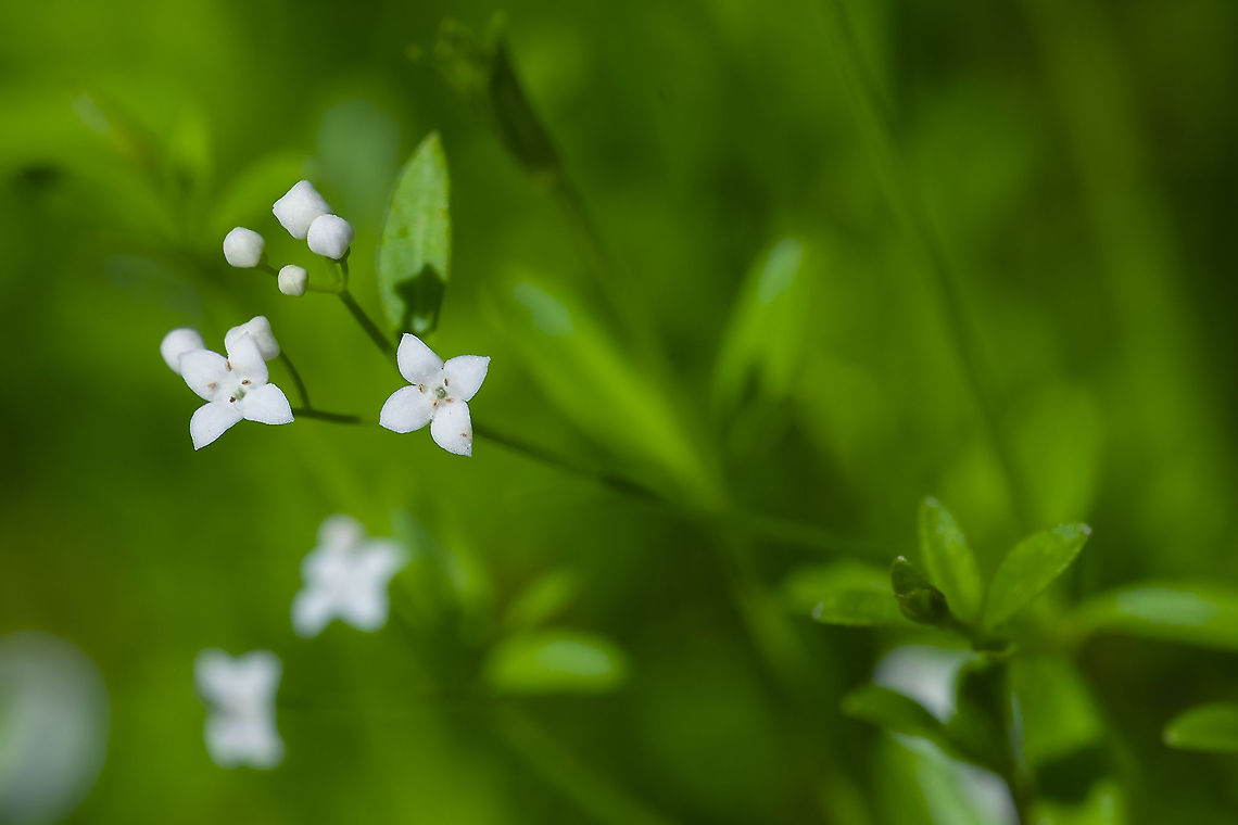 common marsh bedstraw  Galium palustre,Geotagged,Marsh bedstraw,Summer,United States