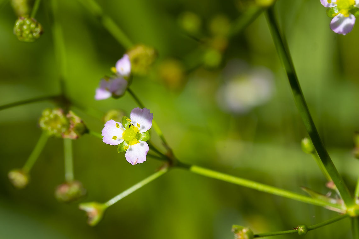 European water-plantain  Alisma plantago-aquatica,European water-plantain,Geotagged,Summer,United States