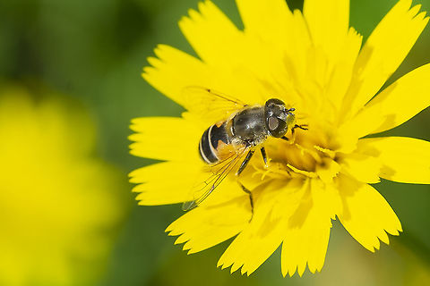 Eristalis hirta  Eristalis hirta,Geotagged,Summer,United States