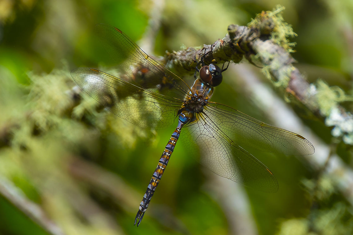 Brown-eyed Blue-eyed darner... I think this may be female, and their coloration can vary...  Aeshna multicolor,Blue-eyed darner,Geotagged,Summer,United States