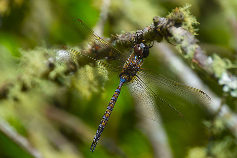 Brown-eyed Blue-eyed darner... I think this may be female, and their coloration can vary...  Aeshna multicolor,Blue-eyed darner,Geotagged,Summer,United States