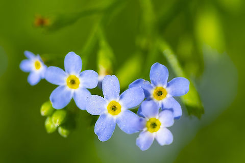 true forget-me-not  Geotagged,Myosotis scorpioides,Summer,United States,Water Forget-Me-Not
