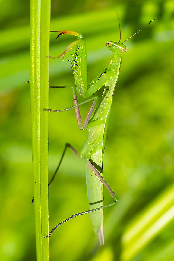 Praying mantis introduced to Washington European Mantis,Geotagged,Mantis religiosa,Summer,United States
