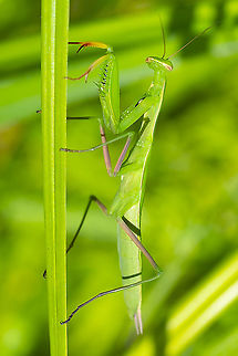 Praying mantis introduced to Washington European Mantis,Geotagged,Mantis religiosa,Summer,United States