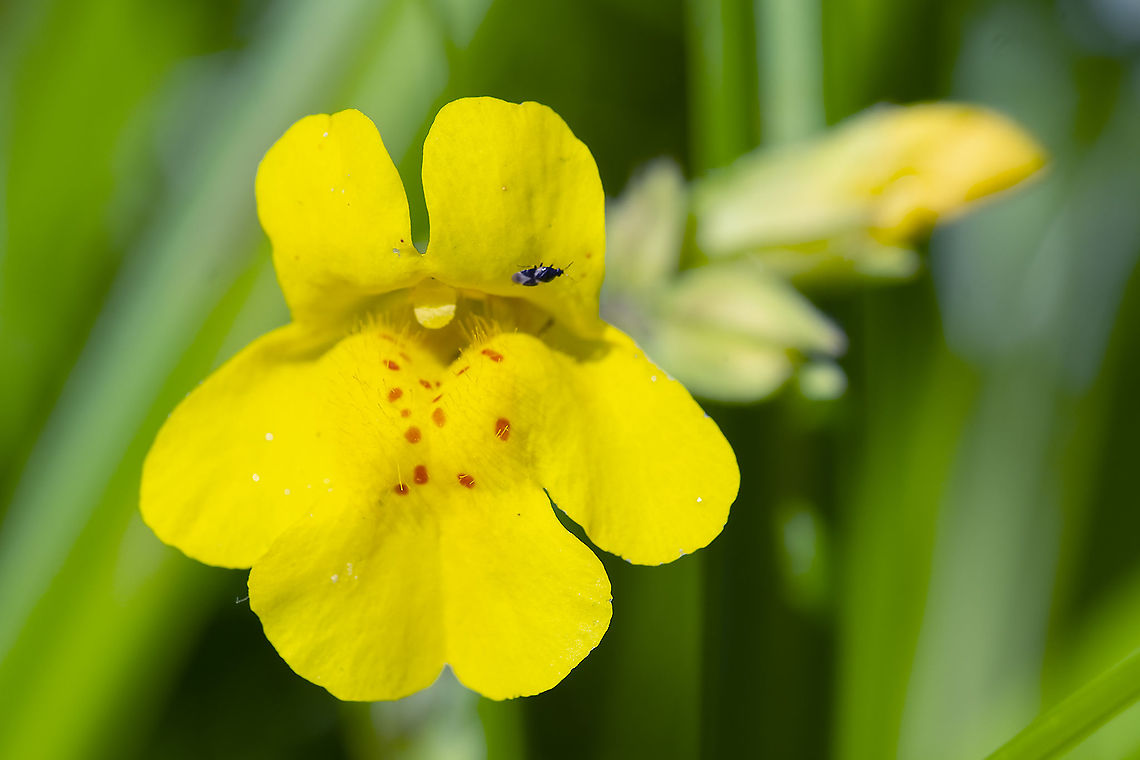 large monkey flower  Erythranthe grandis,Geotagged,Summer,United States