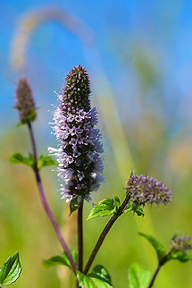 Spearmint  Geotagged,Mentha spicata,Spearmint,Summer,United States