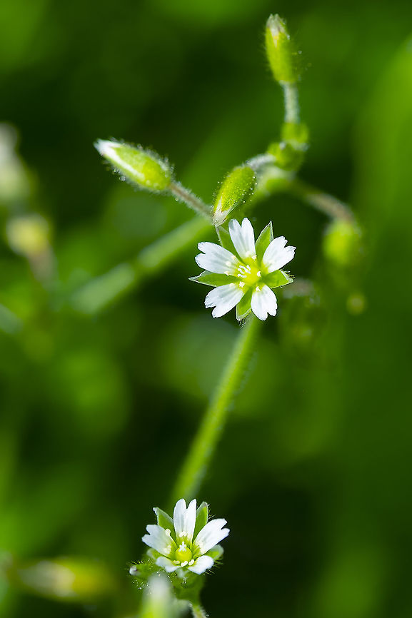Common chickweed  Common chickweed,Geotagged,Stellaria media,Summer,United States