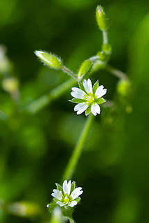 Common chickweed  Common chickweed,Geotagged,Stellaria media,Summer,United States