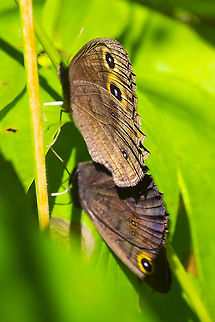 mating pair of wood nymphs  Cercyonis pegala,Geotagged,Summer,United States,common wood nymph