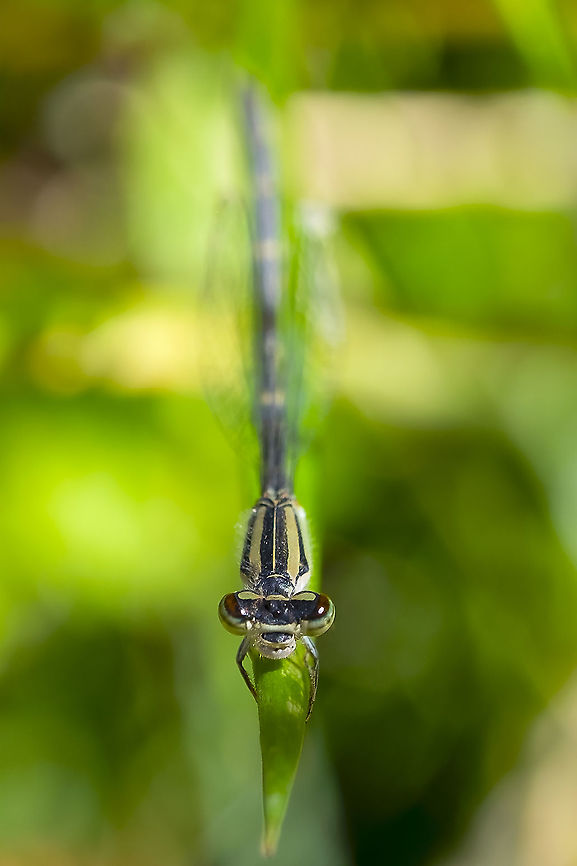 female bluet without males around not possible to ID...  Geotagged,Summer,United States