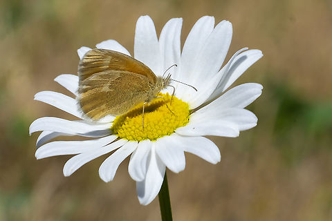 Ochre Ringlet Coenonympha tullia subspecies eunomia Coenonympha tullia,Geotagged,Large heath,Summer,United States