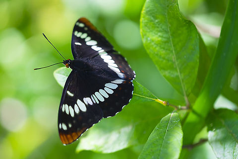 Lorquins admiral  Geotagged,Limenitis lorquini,Lorquins admiral,Summer,United States