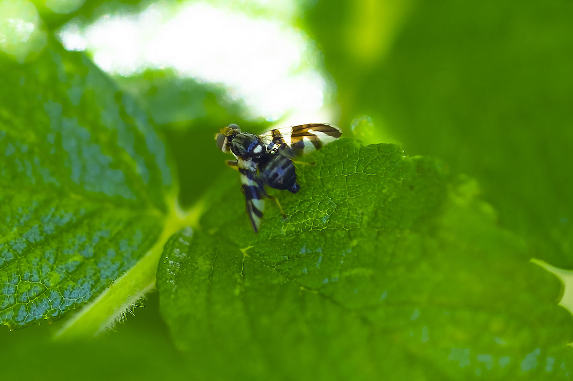 Rhagoletis zephyria host plant snowberry <br />
extremely similar to apple maggot - I believe all dark rather than shaded foreleg femurs indicate zephyria Geotagged,Rhagoletis zephyria,Summer,United States