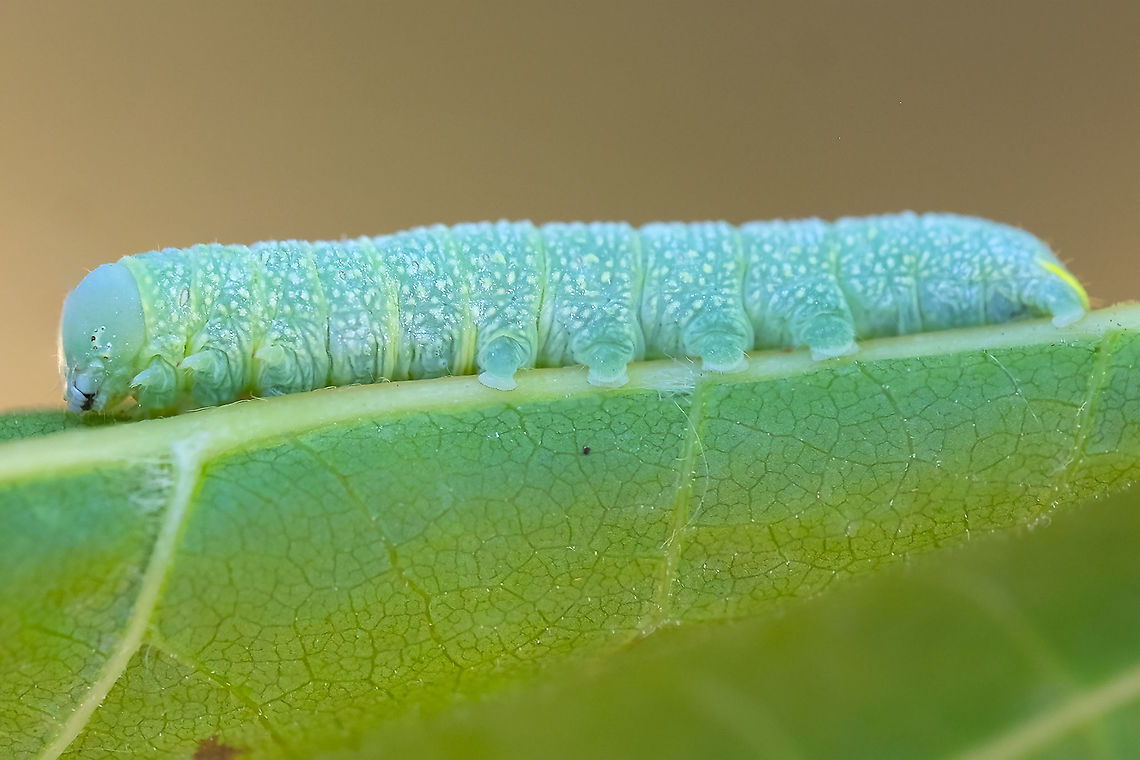 Speckled green caterpillar on maple Nadata gibbosa Geotagged,Nadata gibbosa,Rough prominent,Summer,United States