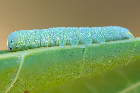 Speckled green caterpillar on maple Nadata gibbosa Geotagged,Nadata gibbosa,Rough prominent,Summer,United States