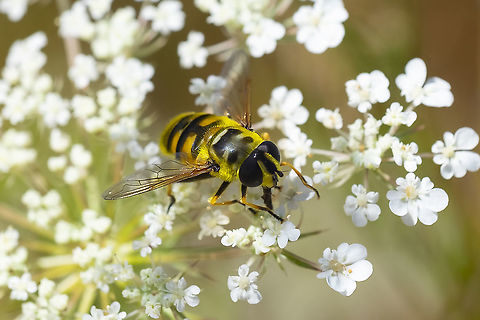Yellow haired sun fly introduced Geotagged,Myathropa florea,Summer,United States,Yellow-haired Sun Fly