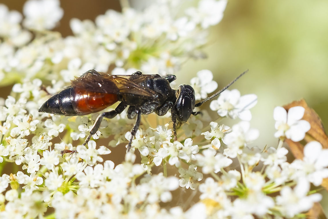 Black and red wasp Sphecodes? Geotagged,Summer,United States