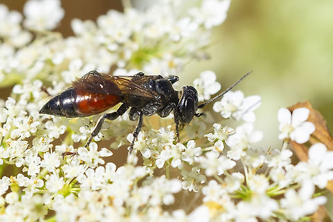 Black and red wasp Sphecodes? Geotagged,Summer,United States