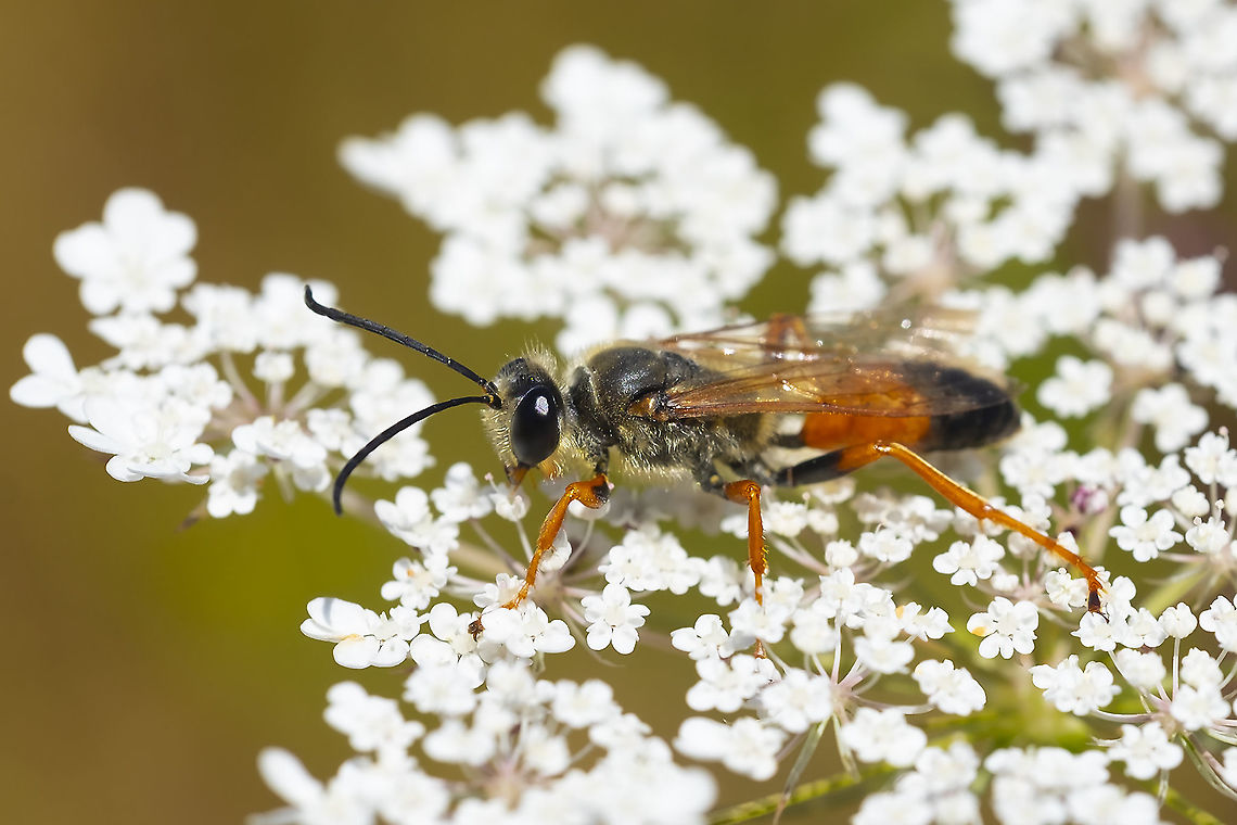 great golden digger wasp  Geotagged,Great golden digger wasp,Sphex ichneumoneus,Summer,United States