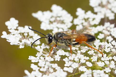 great golden digger wasp  Geotagged,Great golden digger wasp,Sphex ichneumoneus,Summer,United States