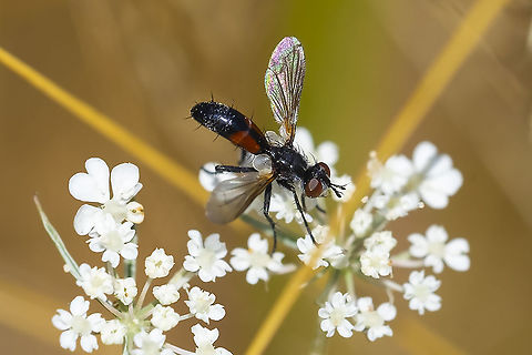 Cylindromyia interrupta  Cylindromyia interrupta,Geotagged,Summer,United States
