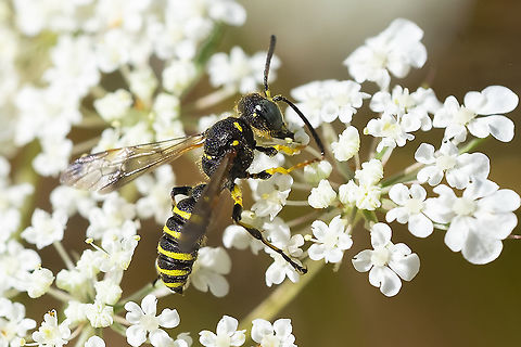 Weevil wasp  Cerceris nigrescens,Geotagged,Summer,United States