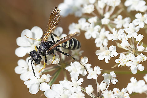 Weevil wasp  Cerceris nigrescens,Geotagged,Summer,United States